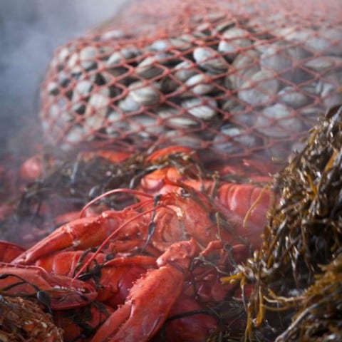 Michele Stapleton | Maine Lobster Bake