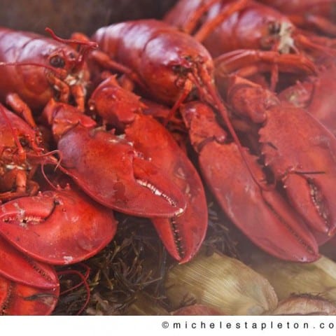 Michele Stapleton | Maine Lobster Bake