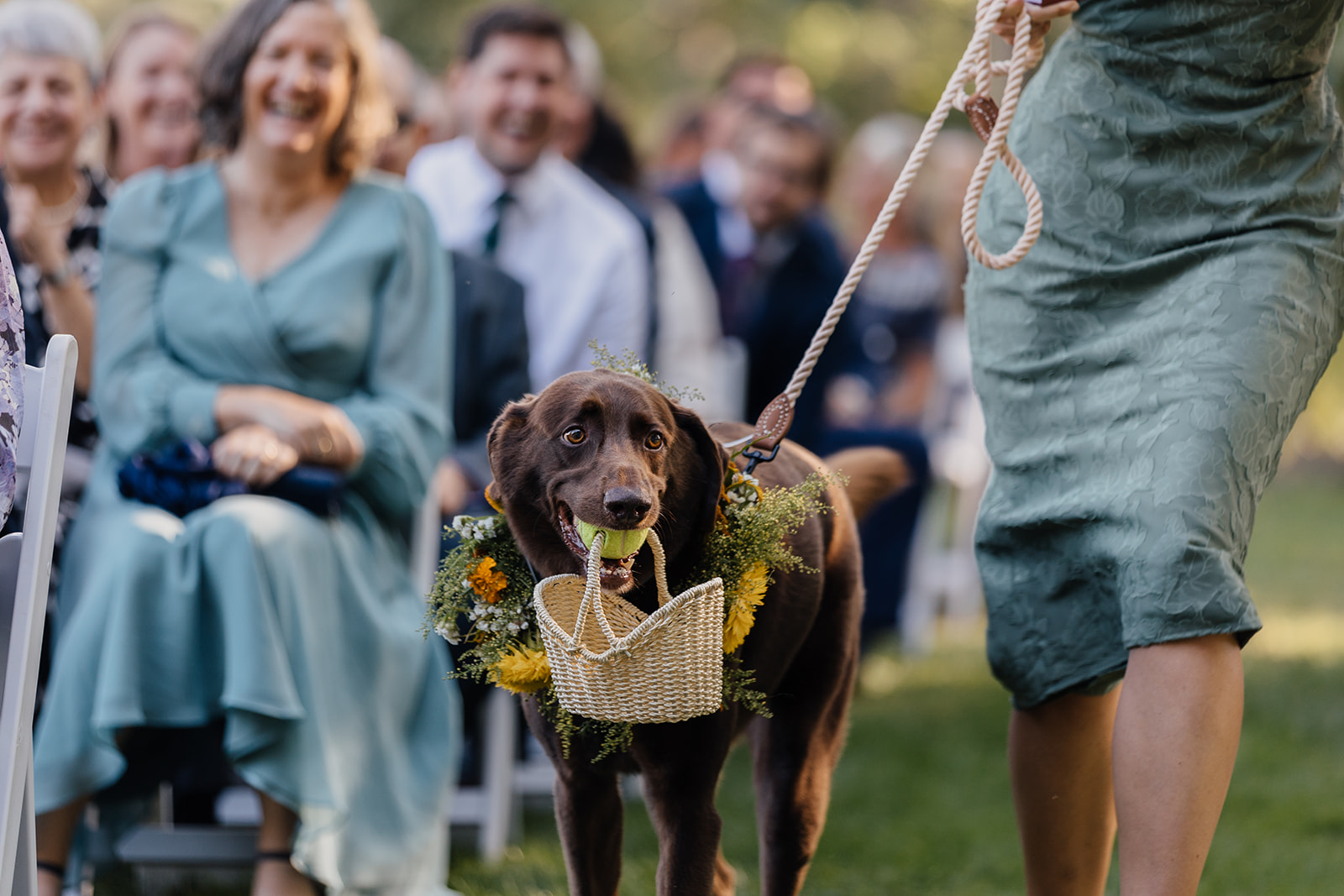 Dog as ring bearer at The 1812 Farm wedding